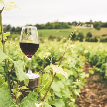 Les vins du sud de la france